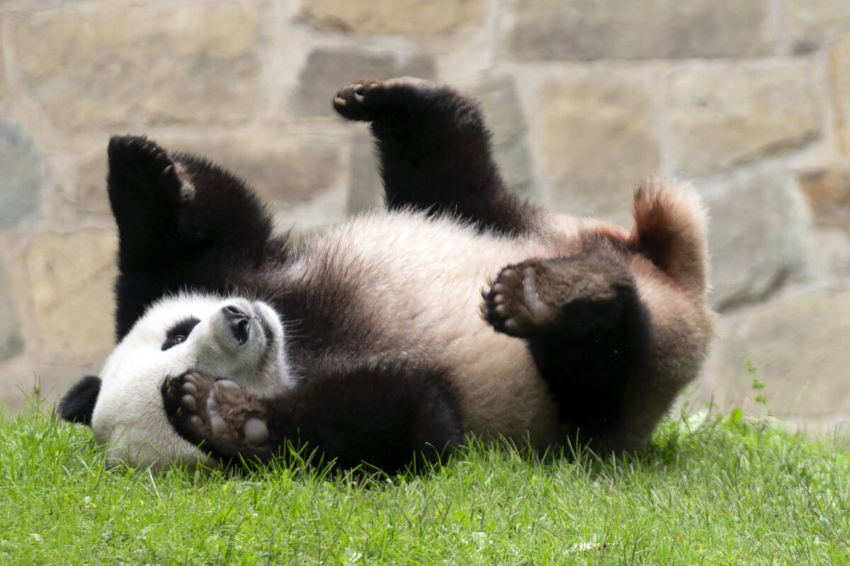 FILE - Giant panda Xiao Qi Ji plays at his enclosure at the Smithsonian National Zoo in Washing ...