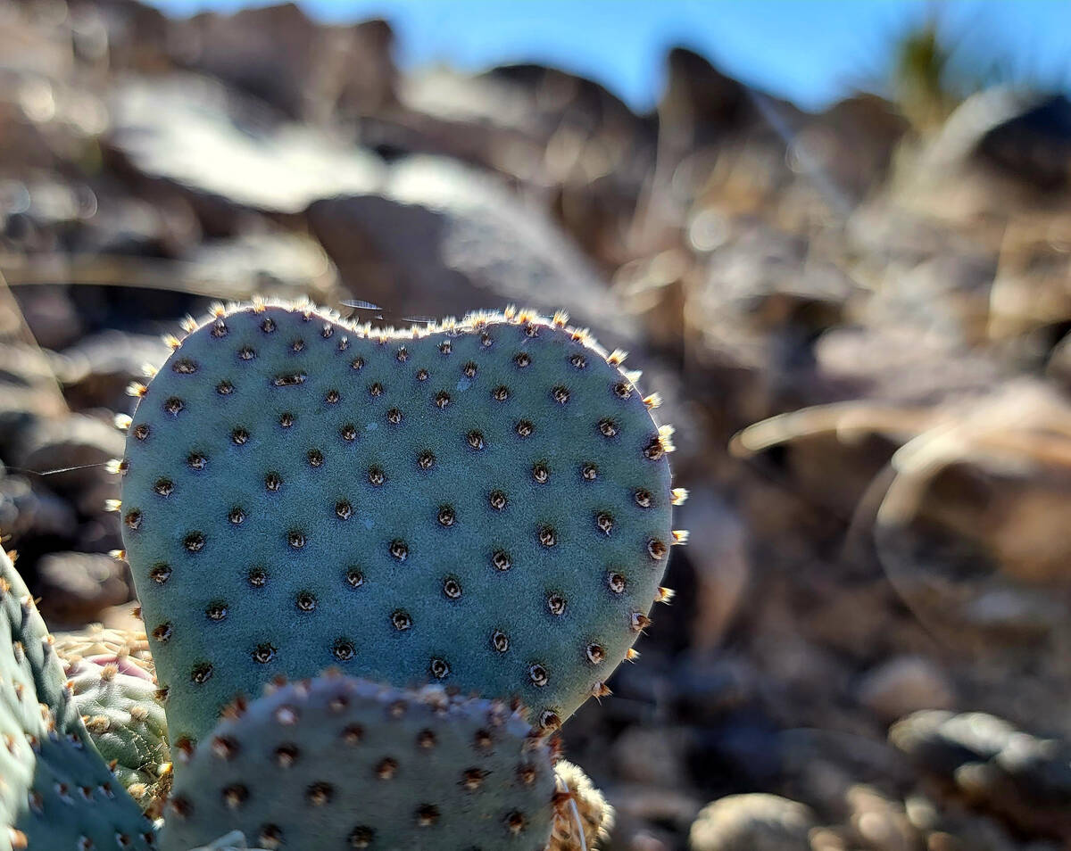 Beavertail cactus paddles at times take the shape of hearts. (Natalie Burt/Special to the Las V ...