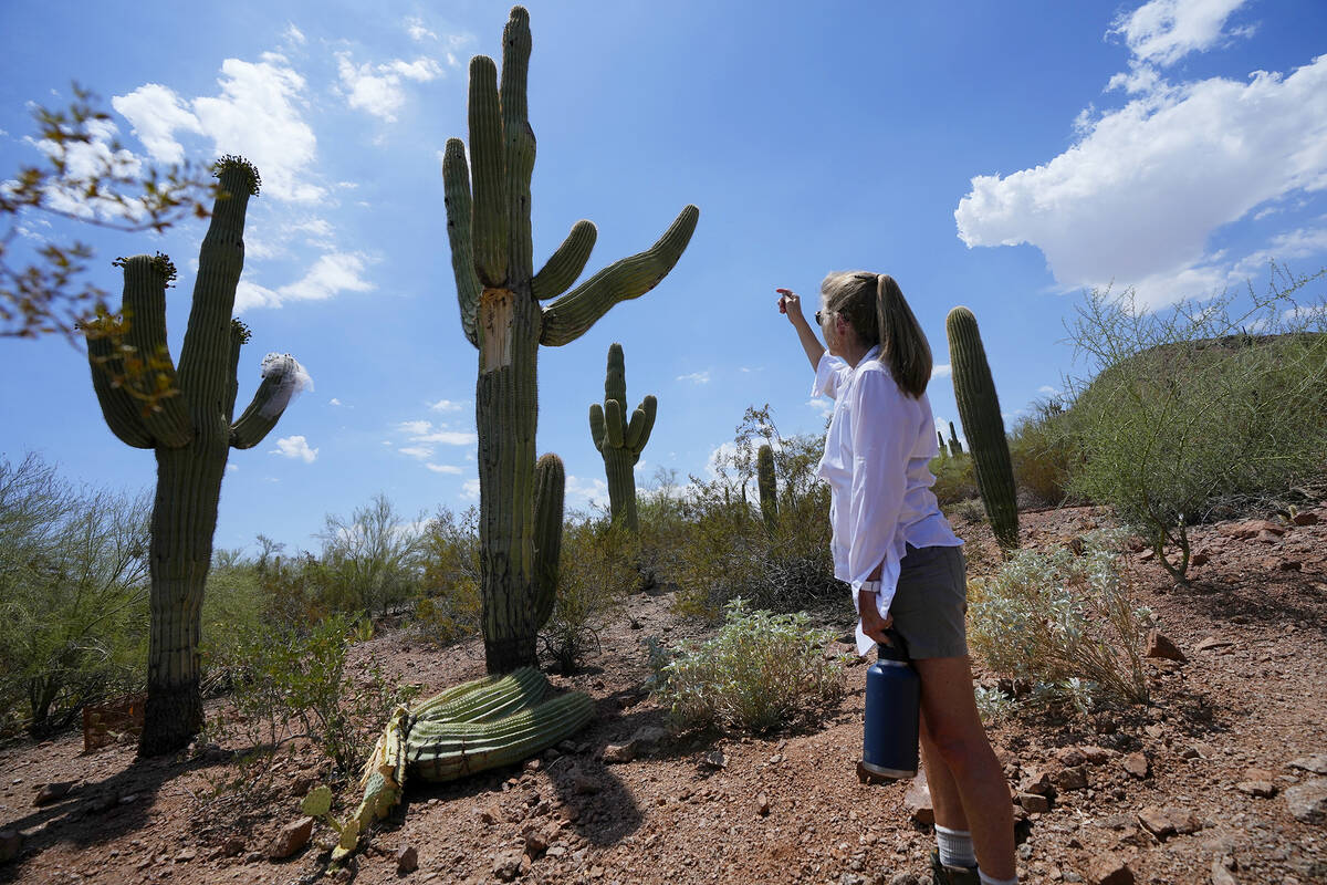 Kristen Kindl of the Desert Botanical Garden examines a damaged saguaro cactus after multiple a ...