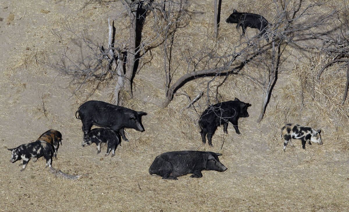 In this Feb. 18, 2009 file photo, feral pigs roam near a Mertzon, Texas ranch. Minnesota, North ...