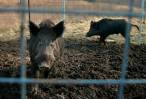 Out-of-control ‘super pig’ population threatening to invade US