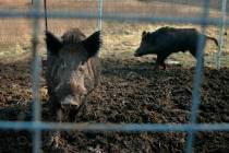 Two feral hogs are caught in a trap on a farm in rural Washington County, Mo., Jan. 27, 2019. M ...