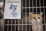 Volunteers say Henderson animal shelter is ‘chronically understaffed’