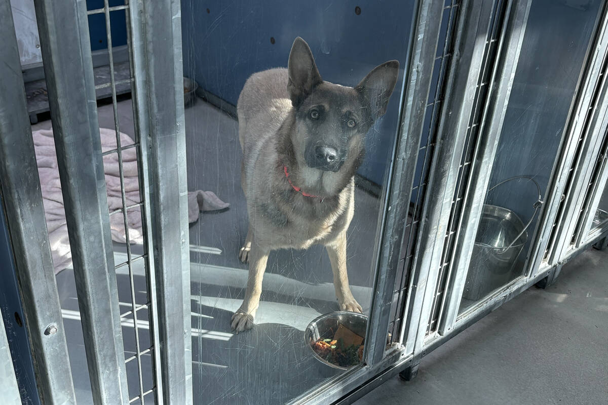 (Animal Foundation)