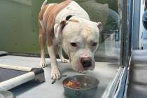 In partnership with the Churchill Foundation, all adoptable dogs in the Animal Foundation recei ...