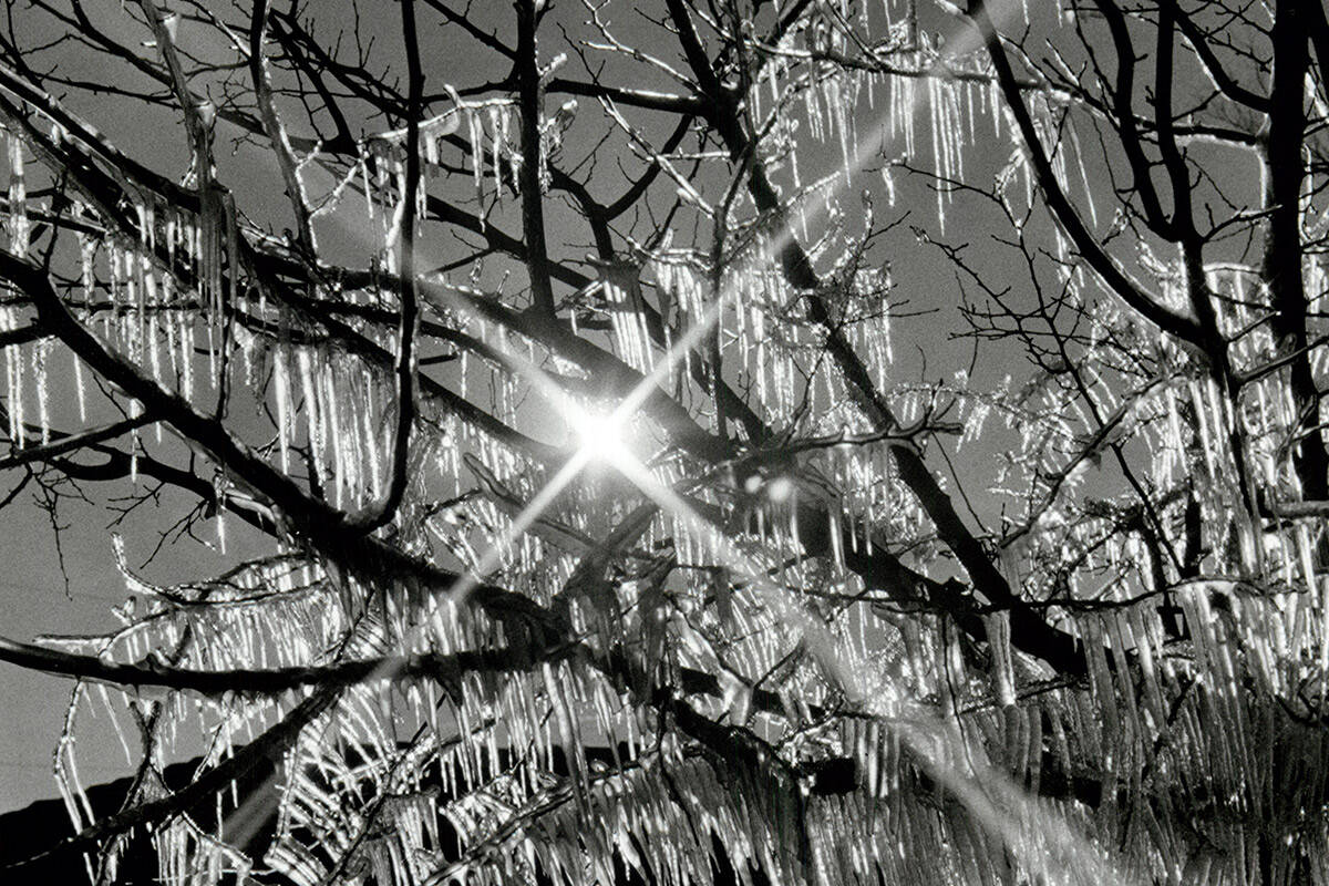 Icicles drape from a tree after water from a rogue sprinkler froze on branches. (Las Vegas Revi ...