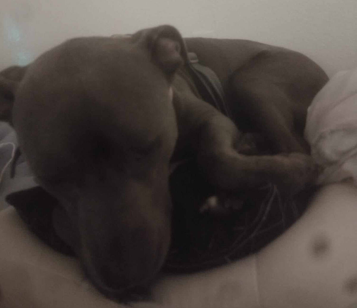 Marble was about 25 pounds shortly before her death on Nov. 17, 2023. (Family photo)