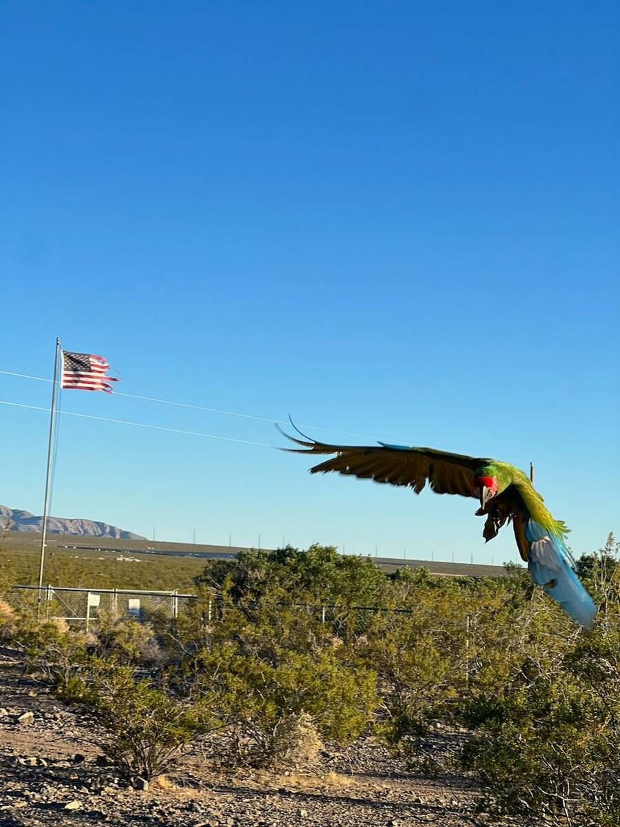 Juicy, a macaw owned by Heidi Fleiss, was reportedly shot and wounded in the deserts of norther ...