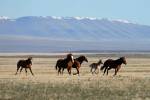 Groups seek answers in death of Northern Nevada wild horse