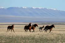 Wild horses gallop on the Fort McDermitt Paiute-Shoshone Indian Reservation on April 25, 2023, ...