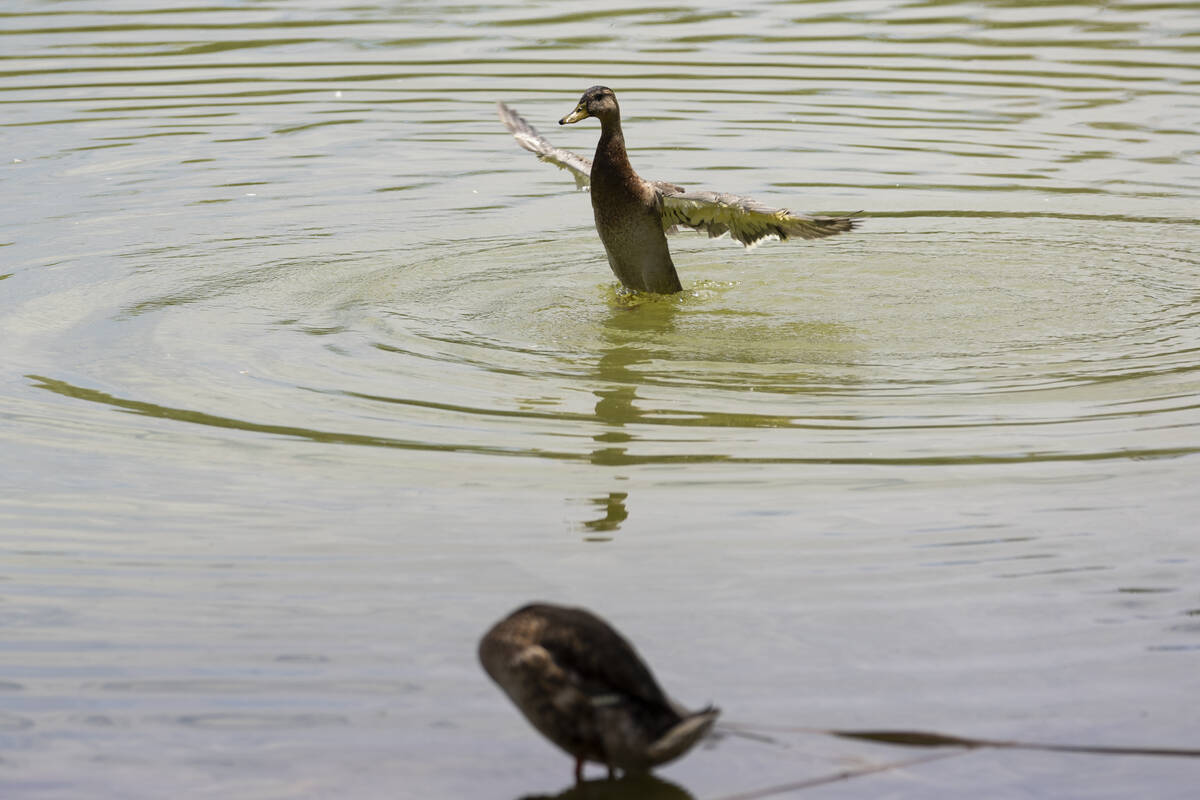 A duck splashes on the water at Floyd Lamb Park in Las Vegas, Friday, July 15, 2022. (Erik Verd ...