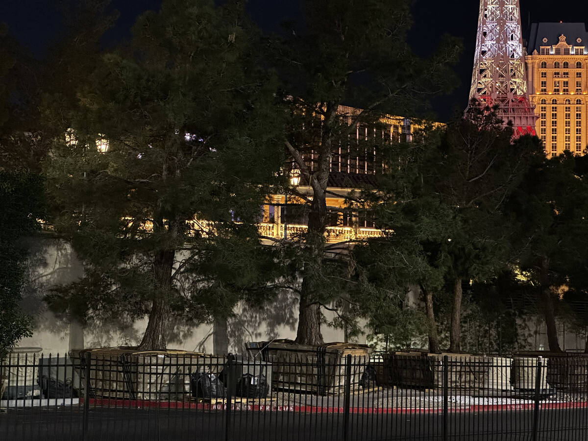Replacement fir trees sit in crates on Bellagio property, apparently for being planted or re-po ...