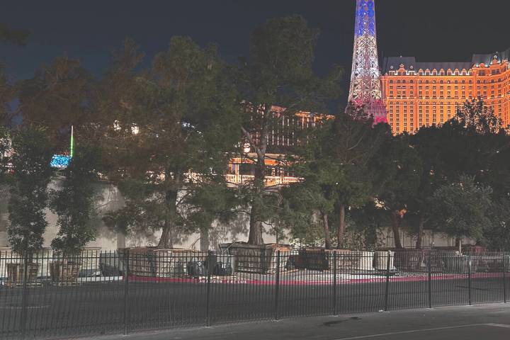 Replacement fir trees sit in crates on Bellagio property, apparently for being planted or re-po ...