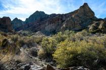 Pinion Juniper trees grow along a canyon within the Avi Kwa Ame proposed National Monument site ...