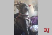 Marble, a healthy 55-pound pit bull owned by Las Vegas resident Stephanie Abernathy, died Nov. ...