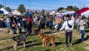 ‘People love their dogs’: Paws in the Park event draws hundreds