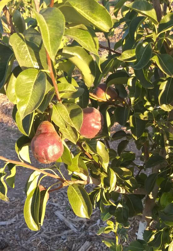 Of the European pears that I tried in the desert, the best producers were the Bartlett types, S ...