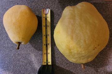 Fruit from a reader's D’Anjou pear tree. Notice the size difference of fruit from the sa ...