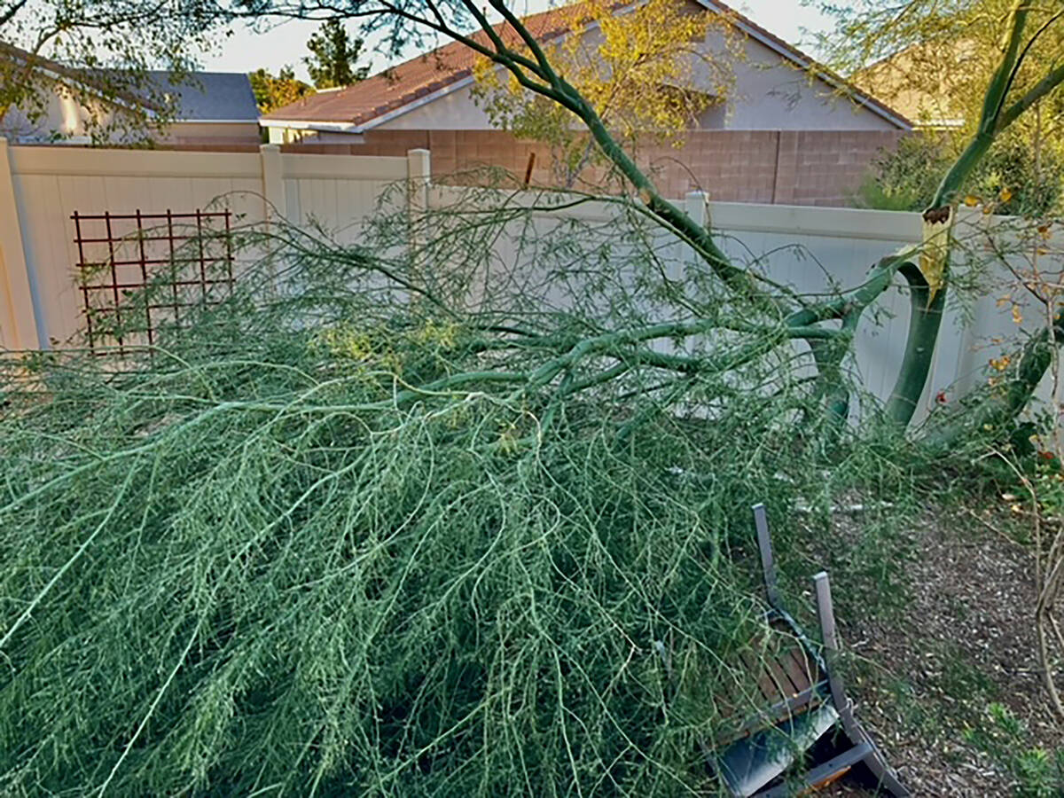 Palo verde, a soft tree that can grow fast, splits easily in strong winds. (Getty Images)