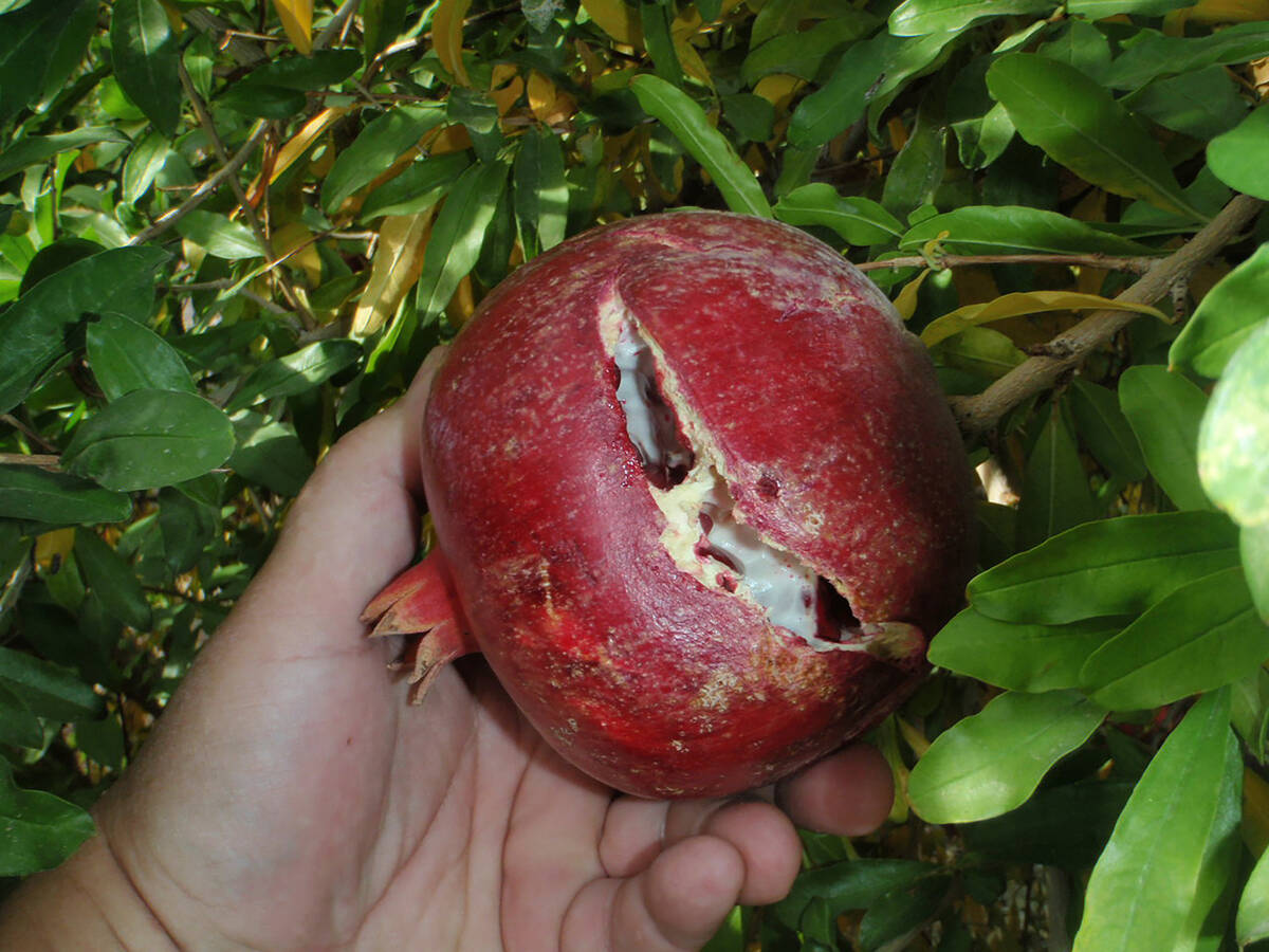 A split in pomegranate fruit may indicate that it is ready for harvest. Sometimes the fruit spl ...