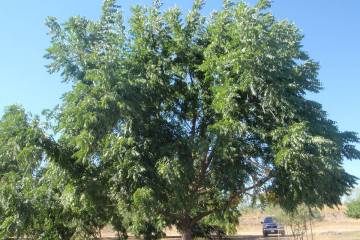 Reaching about 50 to 60 feet tall at maturity, walnuts are big trees that require plenty of wat ...