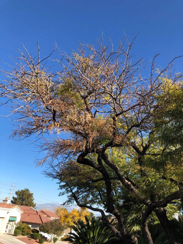 Damage to a mequite tree, possibly caused by spider mites. (Bob Morris)