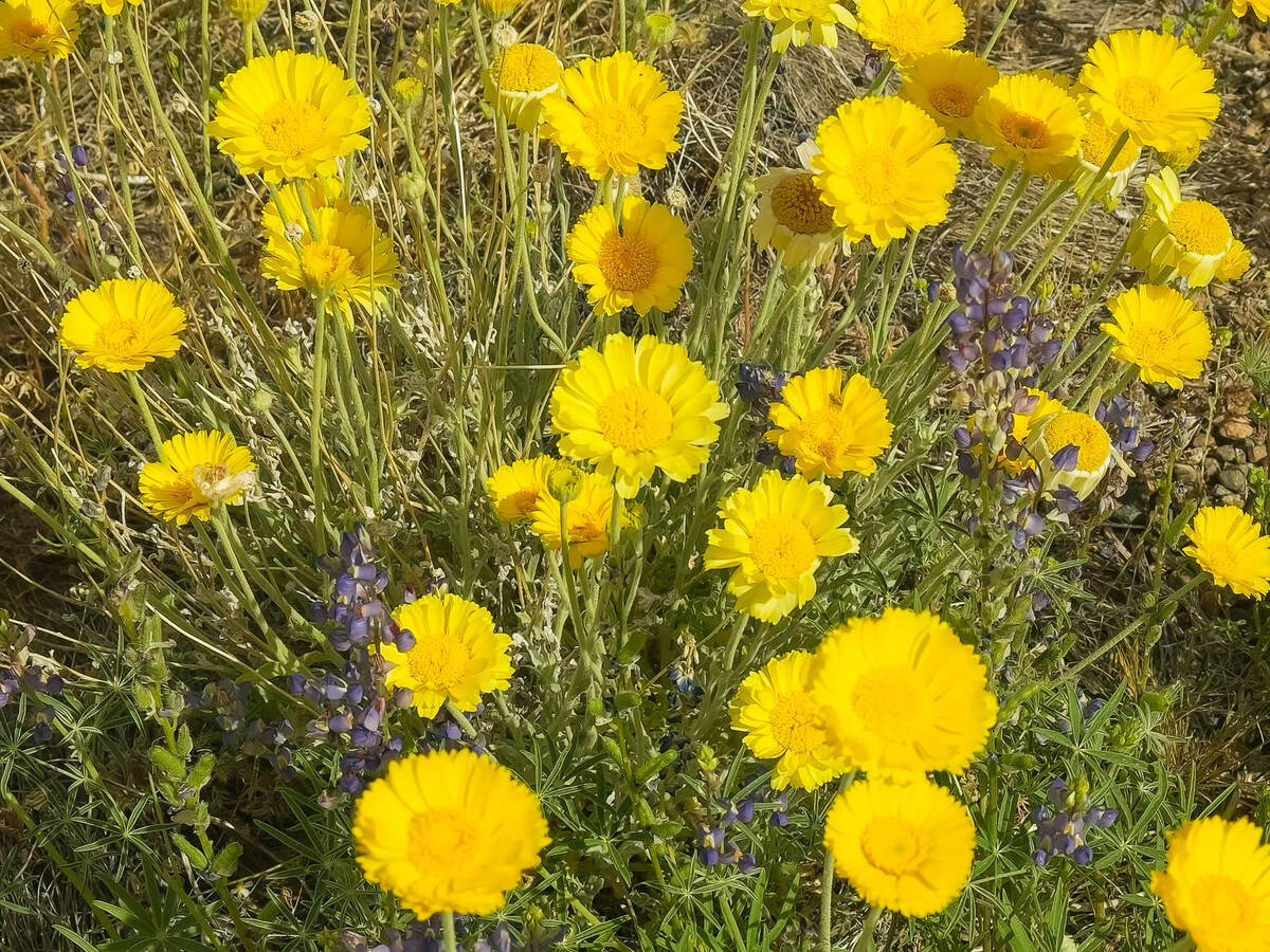 The desert marigold, native to the Southwest's deserts, can be a perennial but is usually found ...