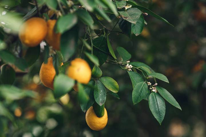 Meyer lemons are typically ready for harvest in late December or January. (Bob Morris)