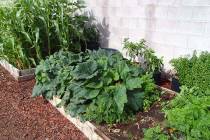 Squash growing in a raised bed on the east side of a building. (Bob Morris)