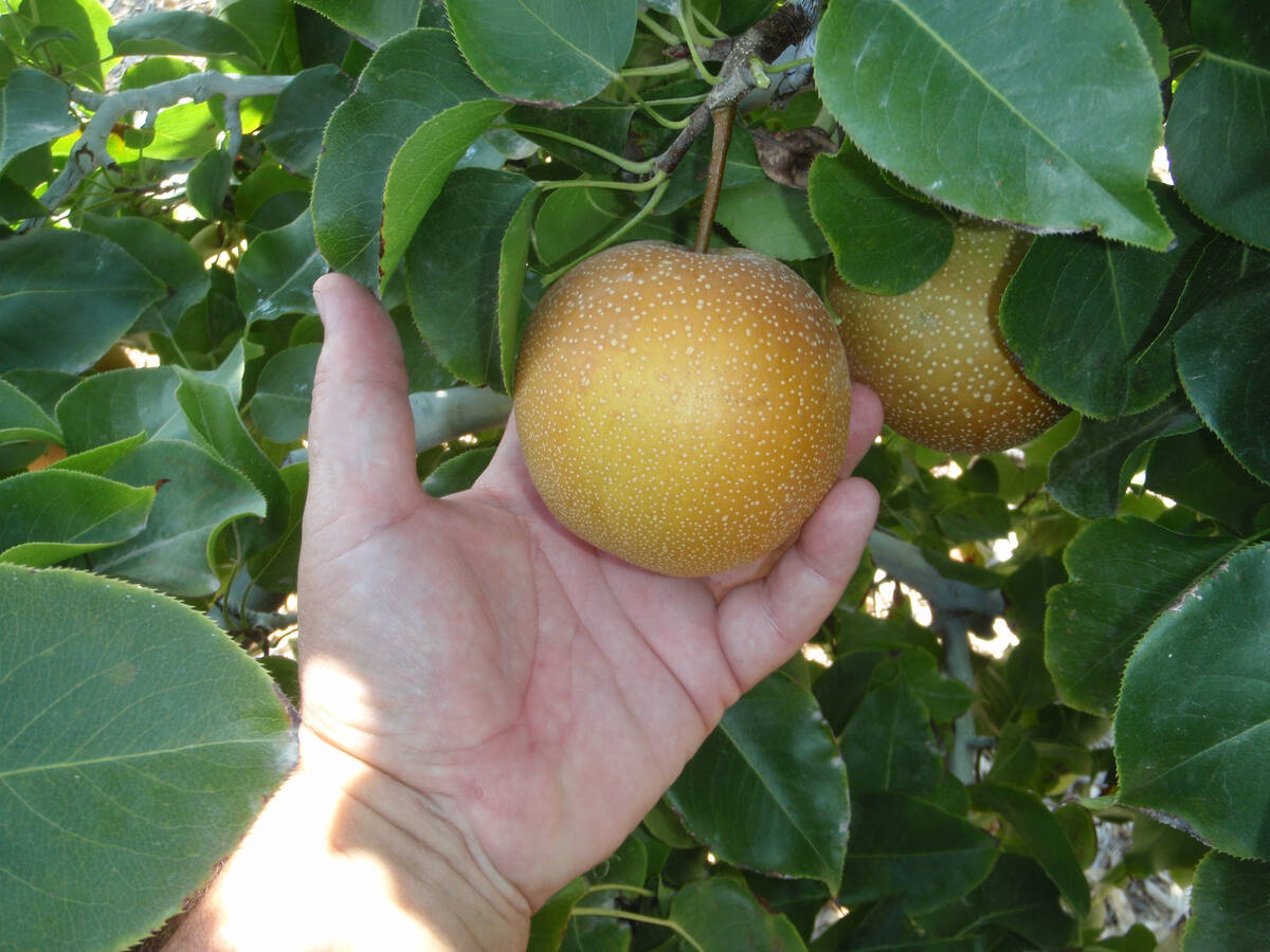 Shinko Asian pears are not too popular, but they grow well in the desert. Other Asian pears tha ...