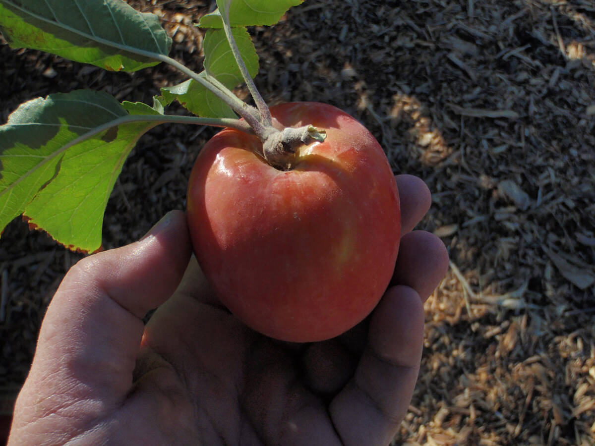 A Pink Lady apple grown in the desert in about November. Stay away from apples that produce fru ...