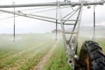 LETTER: In defense of growing alfalfa in the desert