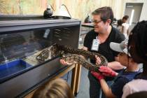 Jennifer Maher, magnet theme coordinator, pulls out a boa constrictor to show students at Hogga ...