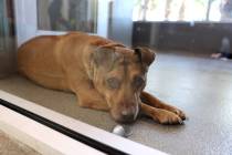 Hashbrown waits for adoption at the Animal Foundation in Las Vegas Friday, Dec. 1, 2023. The sh ...