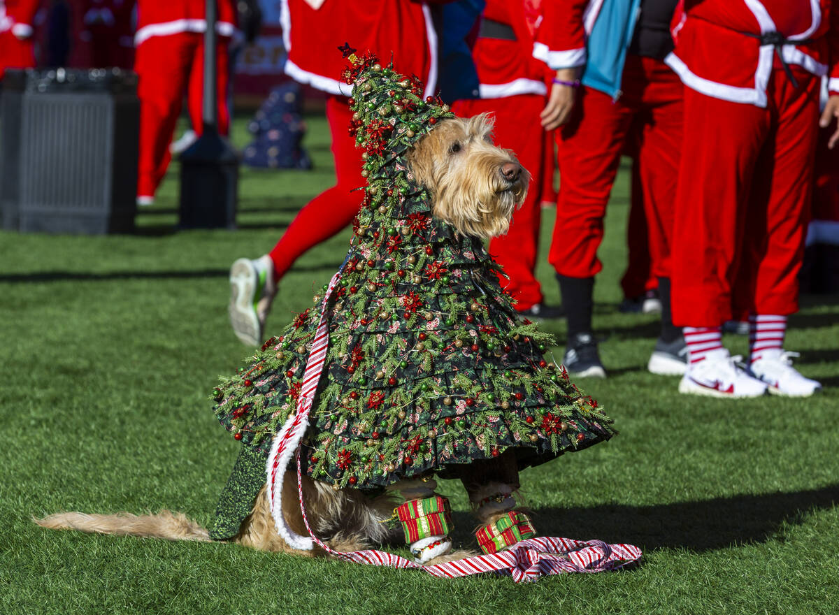 A dog is dressed as a Christmas tree at the Downtown Las Vegas Events Center during the Las Veg ...