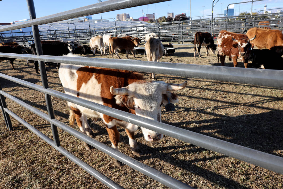 Steer athletes rest in the temporary home for National Finals Rodeo livestock at the intramural ...