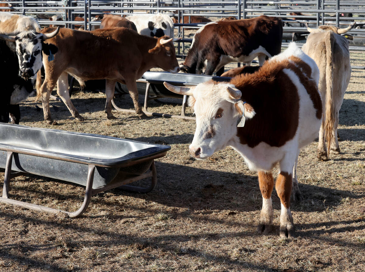 Steer athletes rest in the temporary home for National Finals Rodeo livestock at the intramural ...