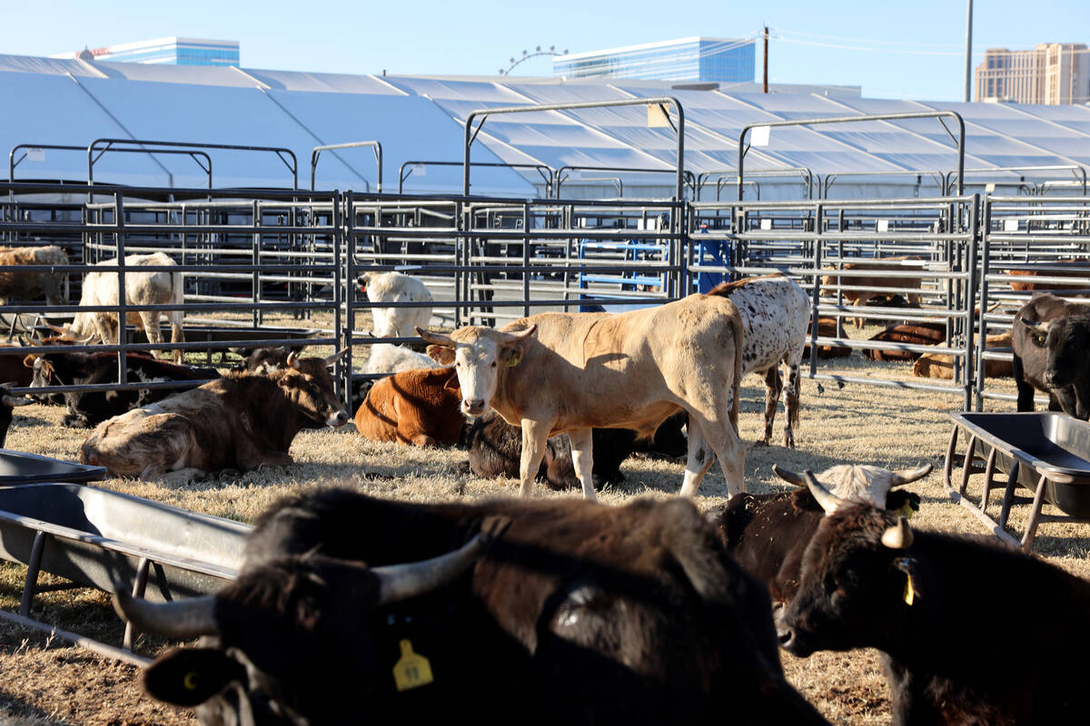 Steer athletes rest in the temporary home for National Finals Rodeo livestock at the intramural ...