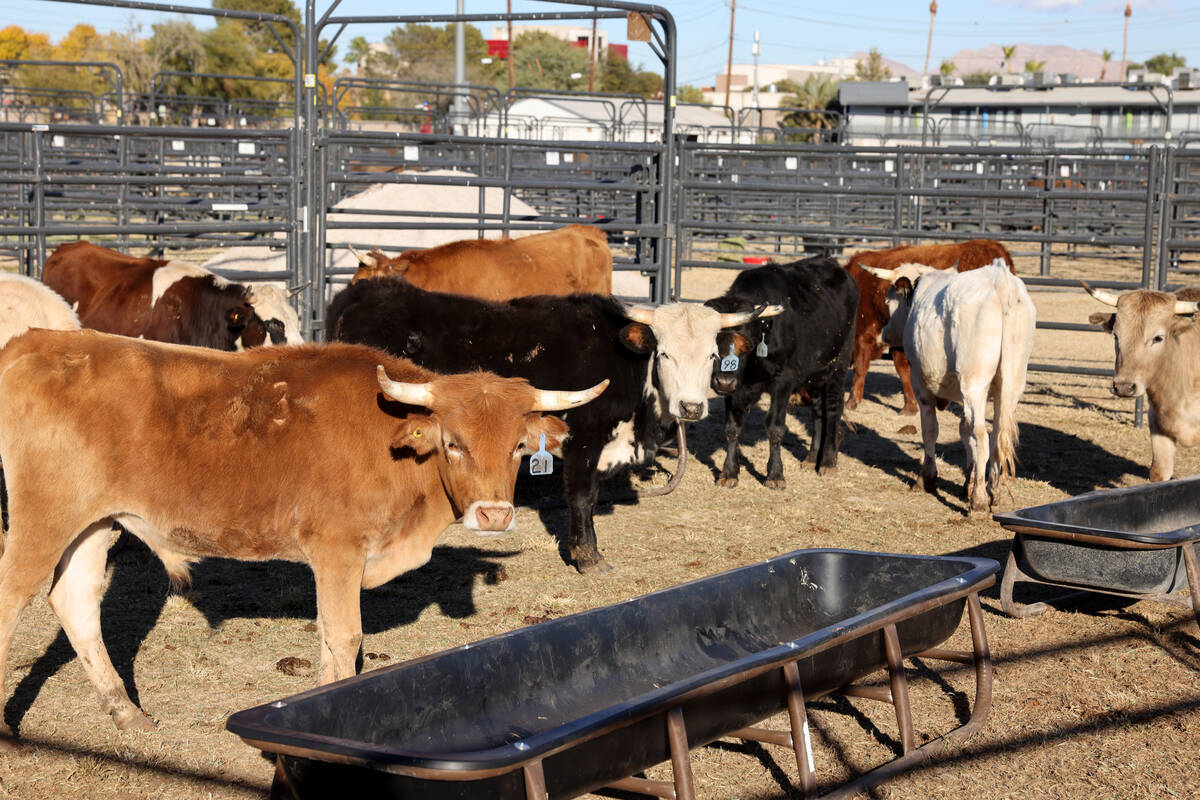 Steer athletes rest in the temporary home for National Finals Rodeo livestock at the intramural ...