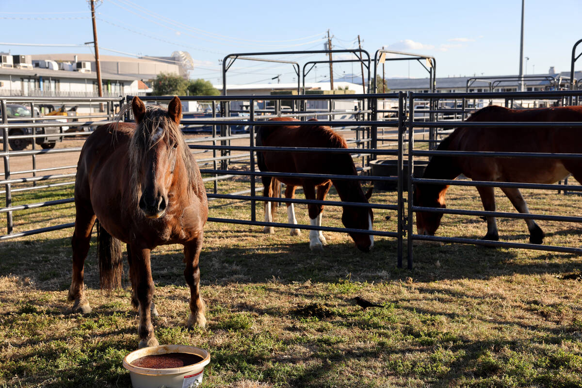 Bronc athletes rest in the temporary home for National Finals Rodeo livestock at the intramural ...