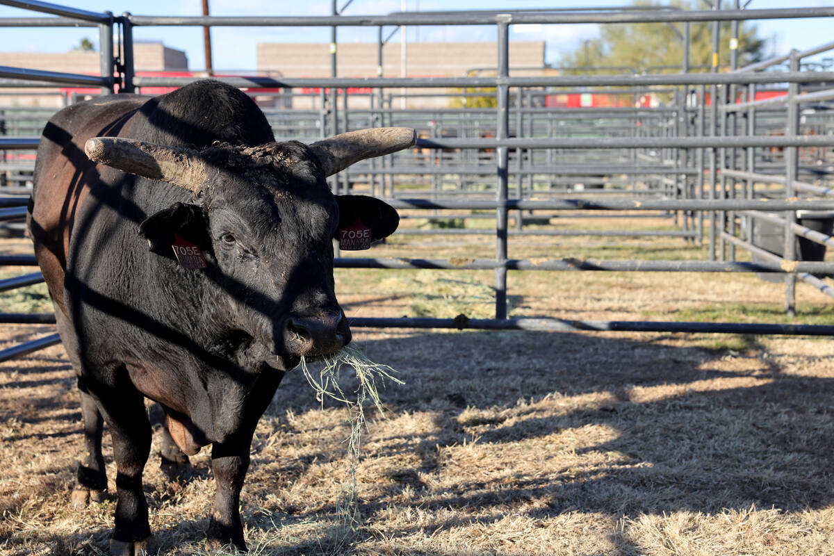 A bull athlete rest in the temporary home for National Finals Rodeo livestock at the intramural ...