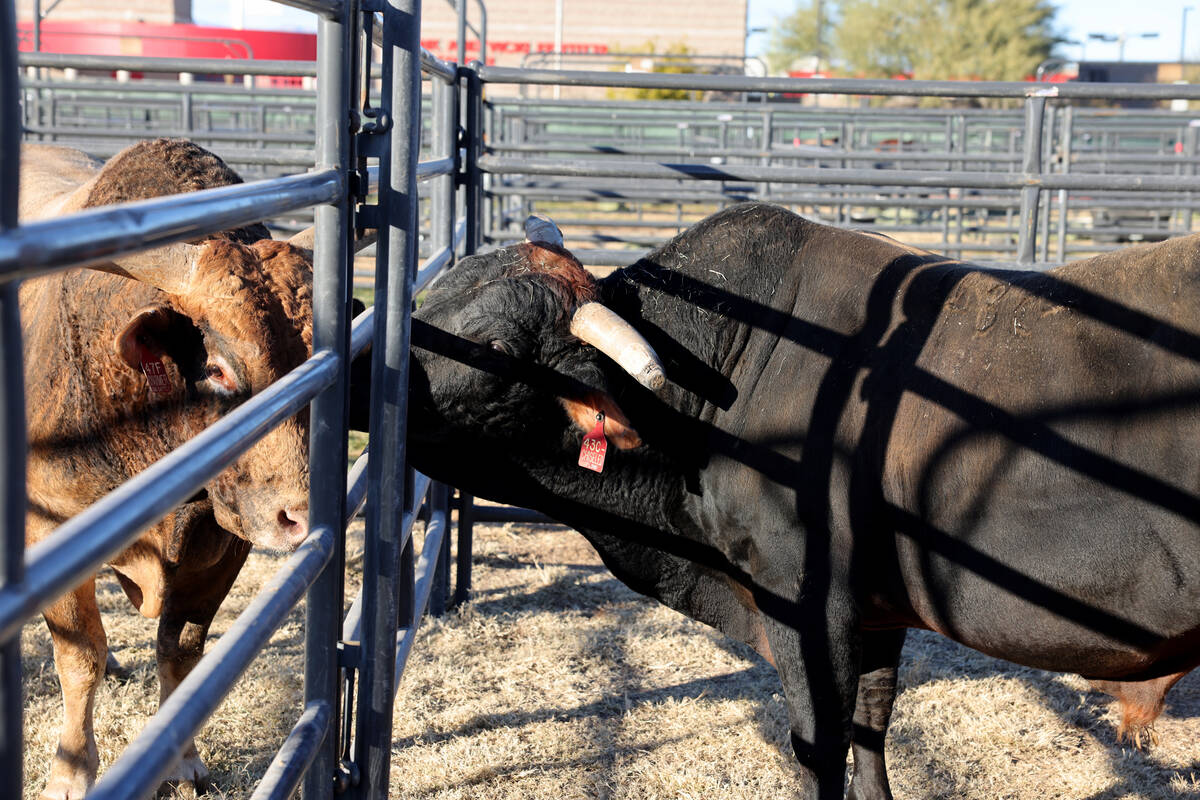 Bull athletes play in the temporary home for National Finals Rodeo livestock at the intramural ...