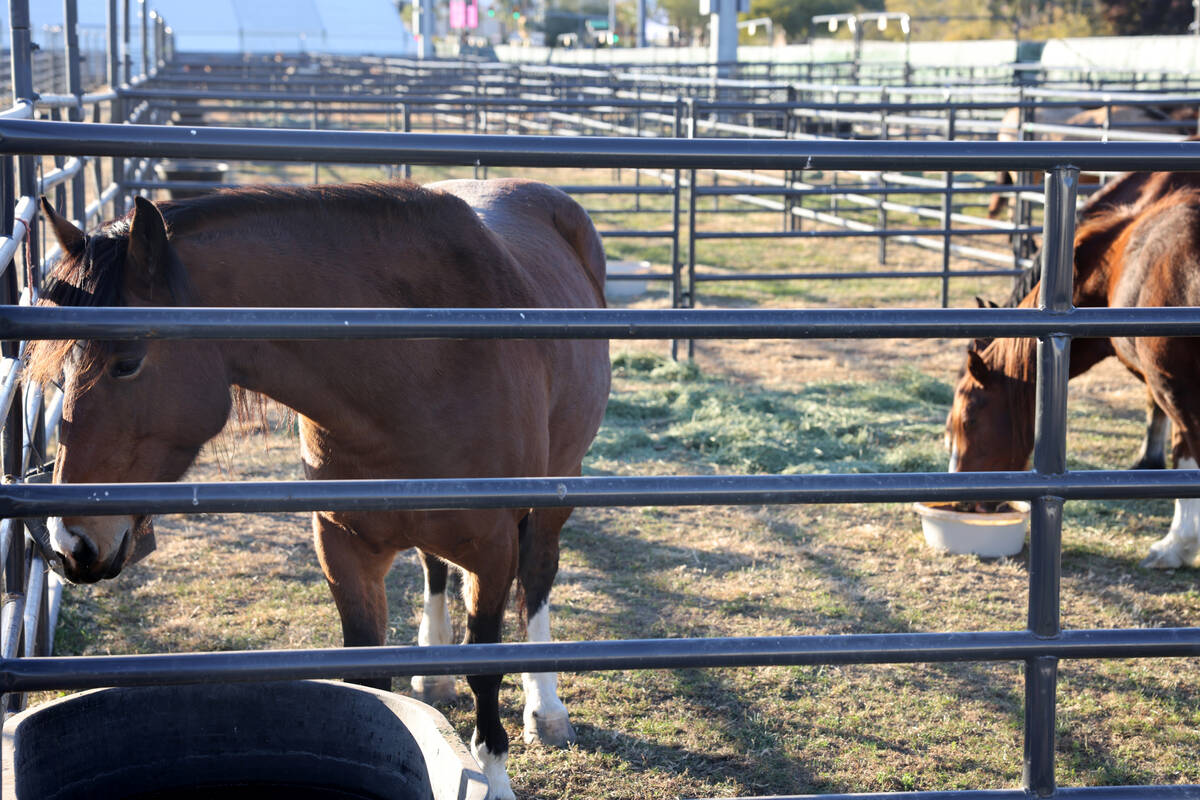 Bronc athletes rest in the temporary home for National Finals Rodeo livestock at the intramural ...