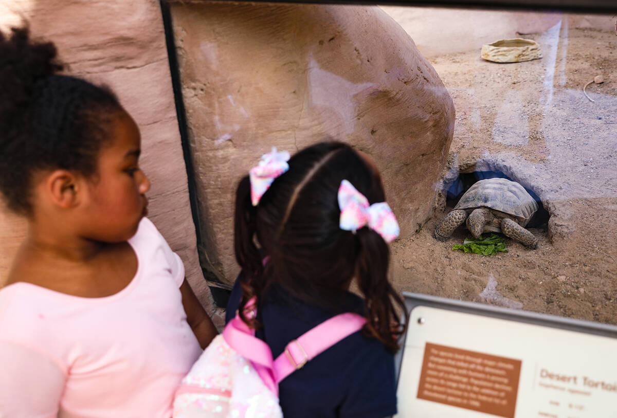 Amelia Kusasira, 5, left, and Raven Johnson, 5, right, watch a desert tortoise eat lettuce in a ...