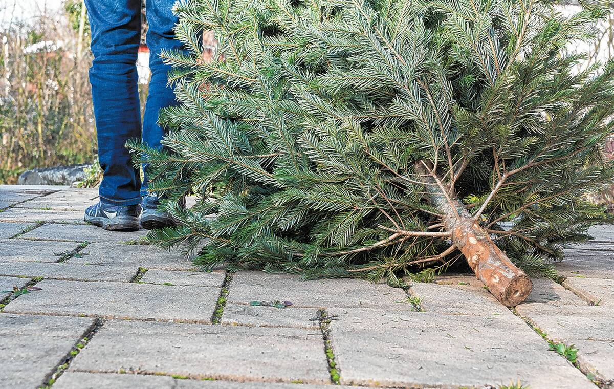 Where to recycle Christmas trees in Las Vegas | Local Las Vegas | Local