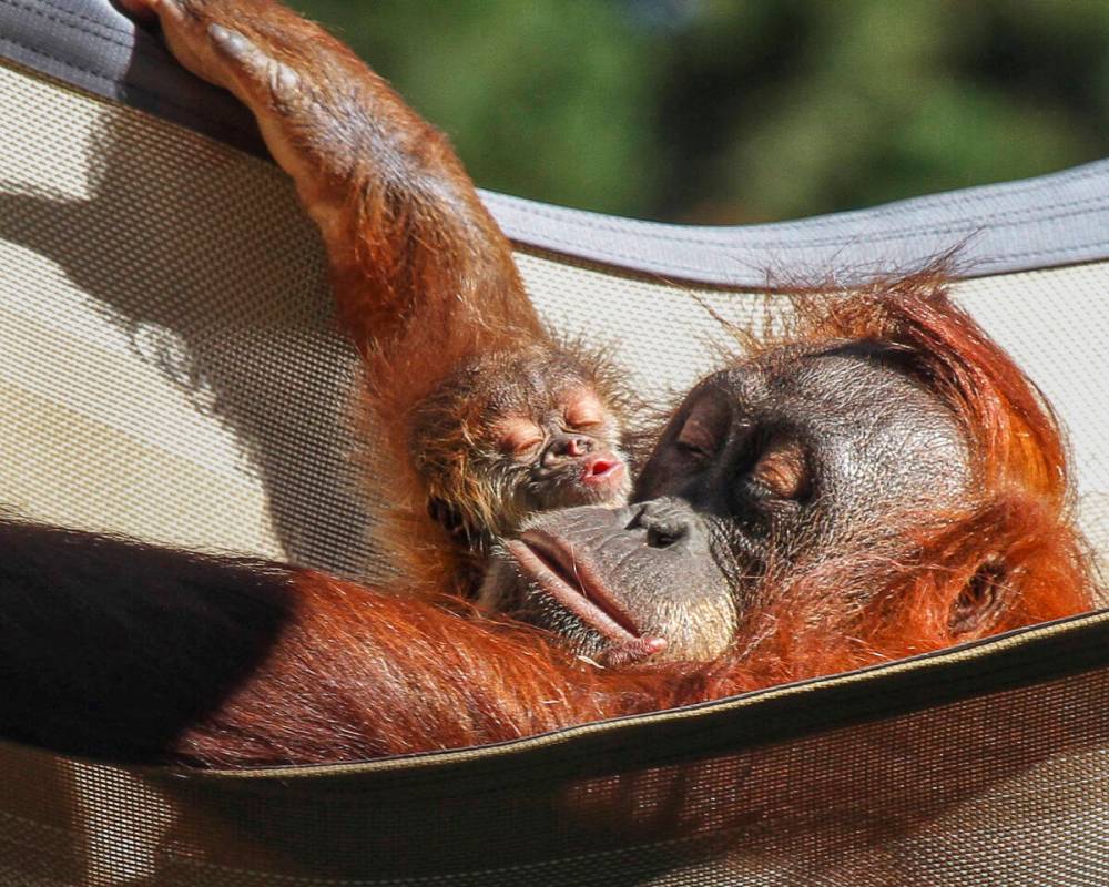 This undated photo provided by the Denver Zoo, shows Sumatran orangutan Eirina and her baby Sis ...