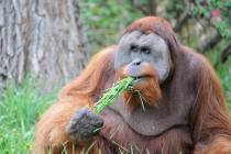 This undated photo, provided by the Denver Zoo, shows 30-year-old Sumatran orangutan Berani. Th ...