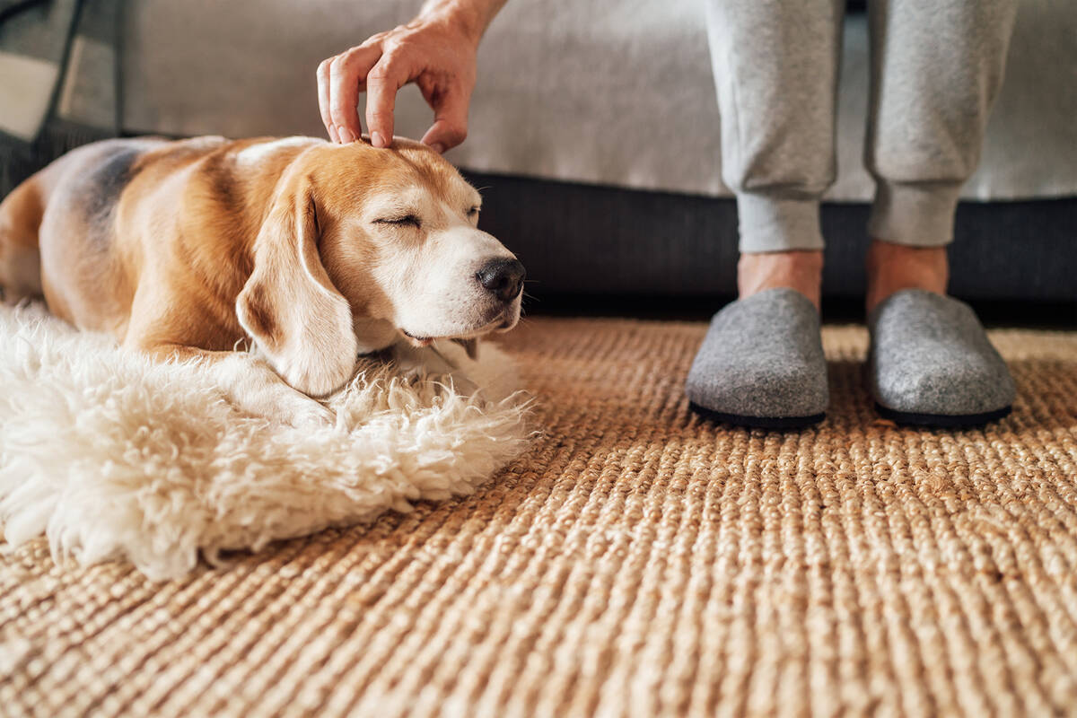 The health benefits of dog ownership