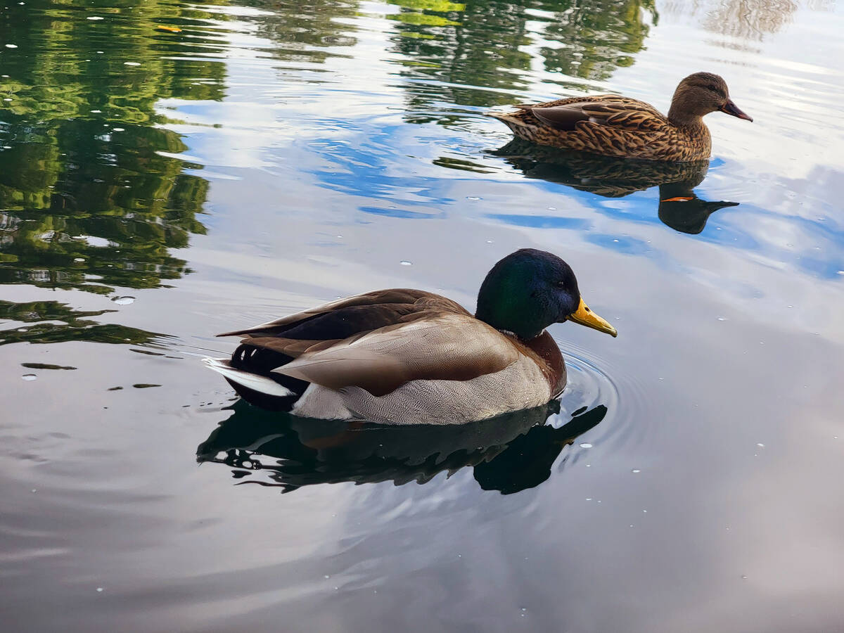 A pair of mallards are reflected on Aliante Nature Discovery Park's man-made lake in North Las ...