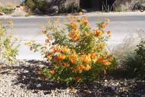 Yellow bells' large yellow flowers, which bloom in spring and last until the first frost, attra ...